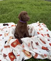 AKC Purple, a female Labrador Retriever for sale in Fort Myers, FL – 2 of 4