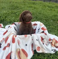 AKC Red, a male Labrador Retriever for sale in Fort Myers, FL – 2 of 2