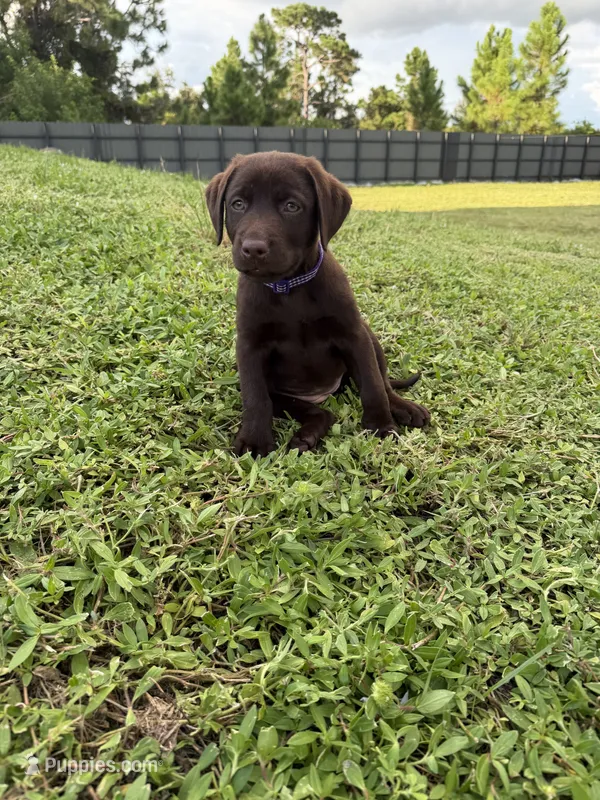 Miss Purple – Labrador Retriever puppy for sale in Fort Myers, FL