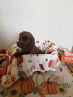 AKC Purple, a female Labrador Retriever for sale in Fort Myers, FL – 4 of 4