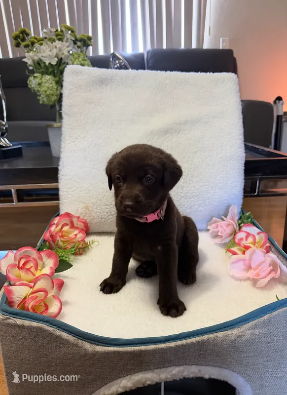 Miss Light Pink – Labrador Retriever puppy for sale in Fort Myers, FL
