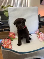 Miss Rose, a female Labrador Retriever for sale in Fort Myers, FL – 1 of 1