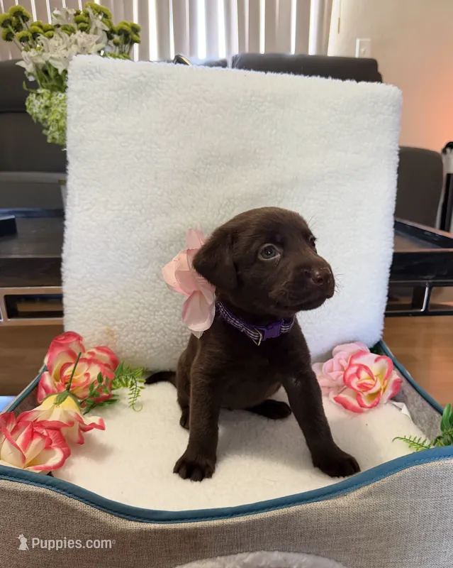 Miss Purple – Labrador Retriever puppy for sale in Fort Myers, FL