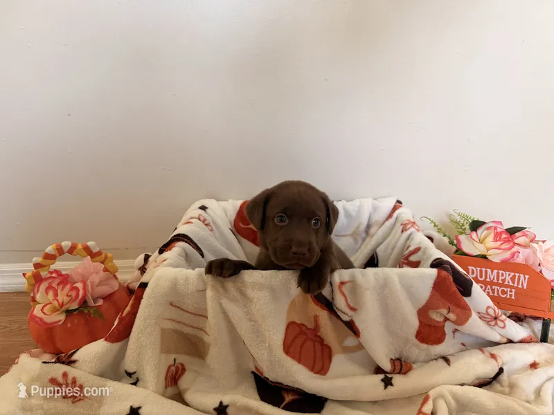 Mr. Black – Labrador Retriever puppy for sale in Fort Myers, FL