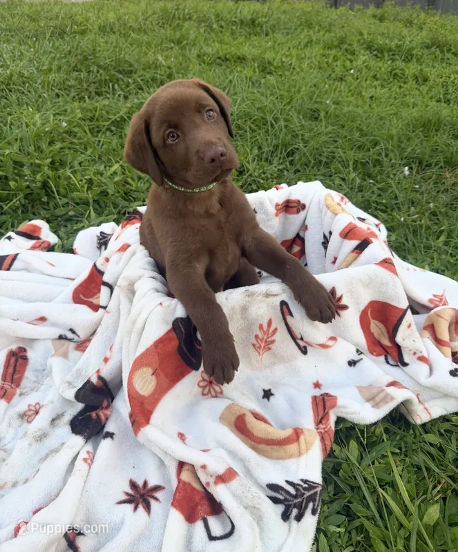 AKC Green – Labrador Retriever puppy for sale in Fort Myers, FL