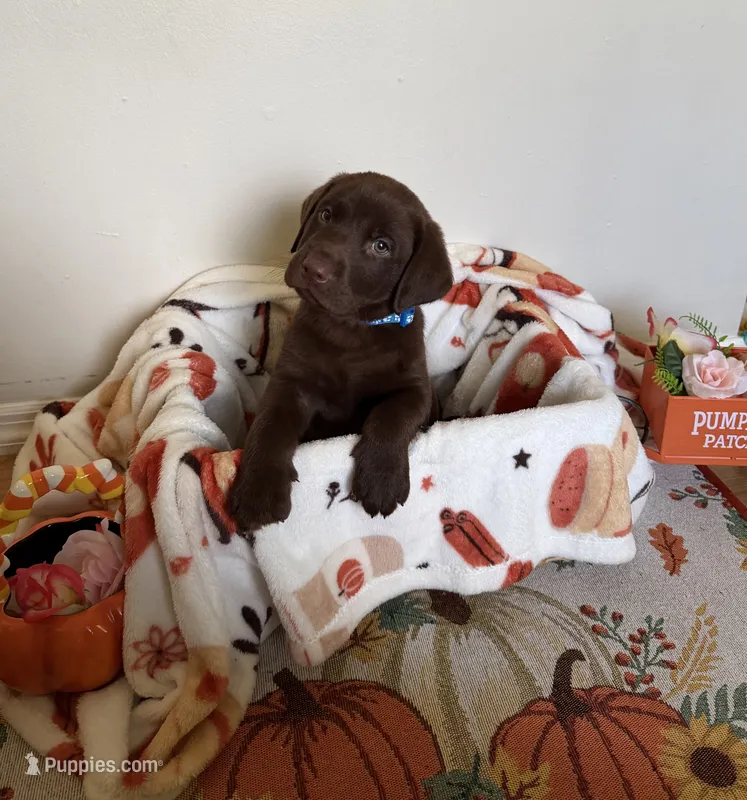 Mr. Blue – Labrador Retriever puppy for sale in Fort Myers, FL