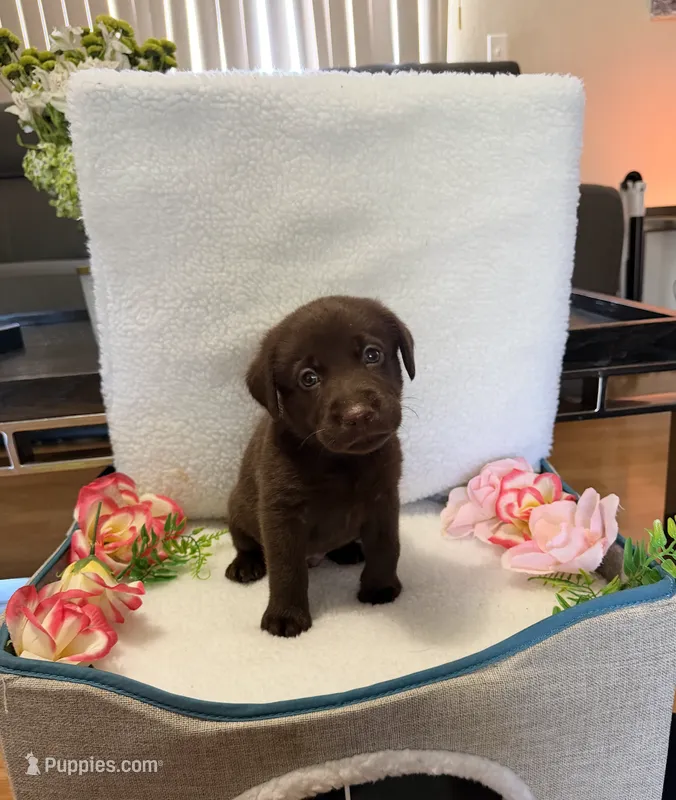 Mr. Green – Labrador Retriever puppy for sale in Fort Myers, FL