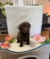 Mr. Green, a male Labrador Retriever for sale in Fort Myers, FL – 1 of 1