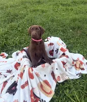 AKC Pinkie, a female Labrador Retriever for sale in Fort Myers, FL – 3 of 3