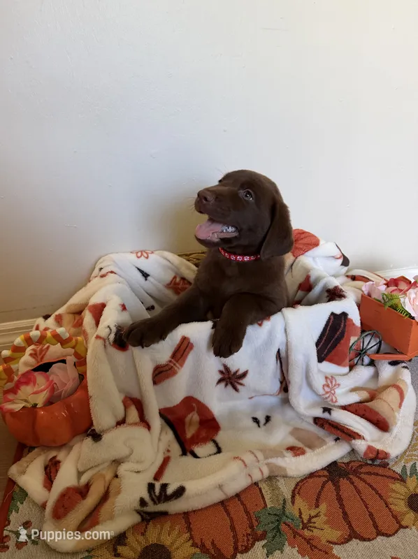 Mr. Red – Labrador Retriever puppy for sale in Fort Myers, FL