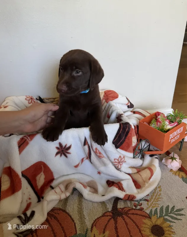 Miss Sky – Labrador Retriever puppy for sale in Fort Myers, FL