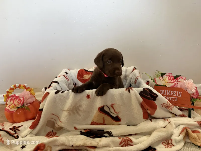 Mr. Red – Labrador Retriever puppy for sale in Fort Myers, FL