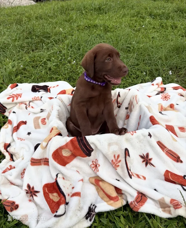 AKC Purple – Labrador Retriever puppy for sale in Fort Myers, FL