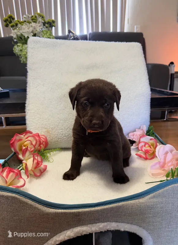 Miss Orange – Labrador Retriever puppy for sale in Fort Myers, FL