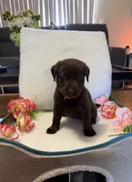 Miss Orange, a female Labrador Retriever for sale in Fort Myers, FL – 1 of 1