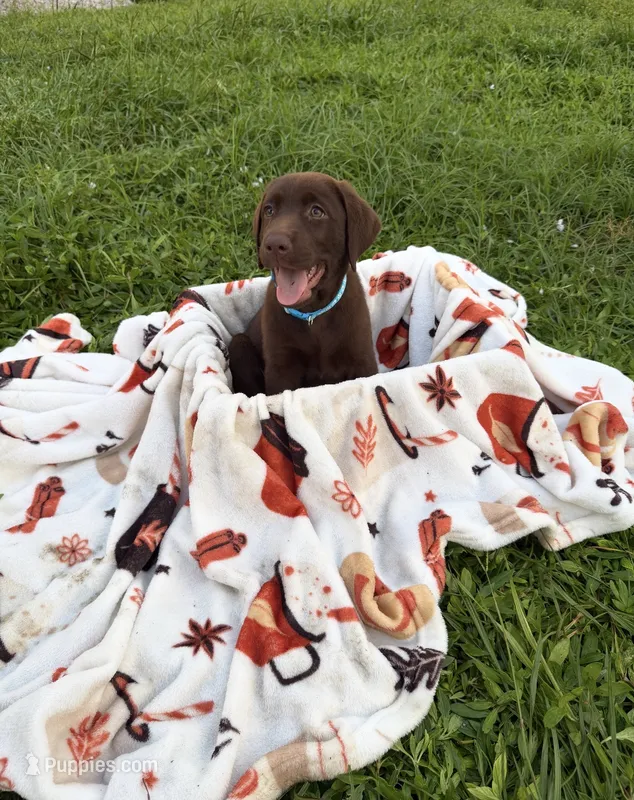 AKC Sky – Labrador Retriever puppy for sale in Fort Myers, FL