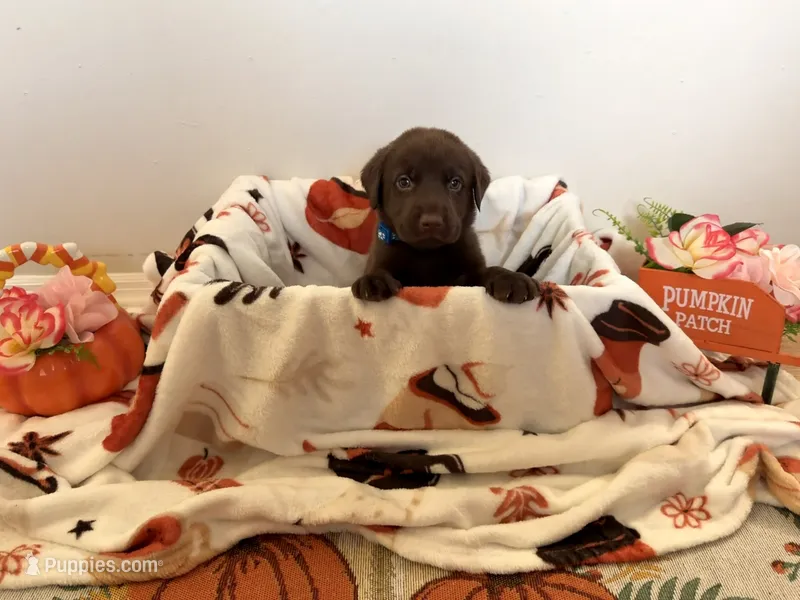 Mr. Blue – Labrador Retriever puppy for sale in Fort Myers, FL