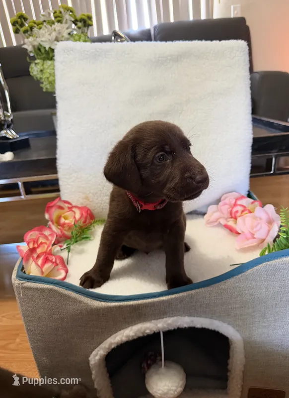 Mr. Red – Labrador Retriever puppy for sale in Fort Myers, FL