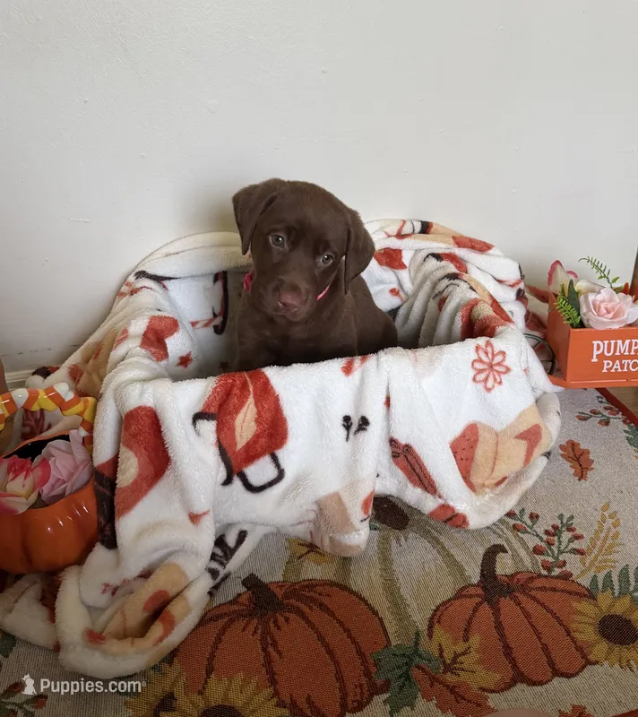 Miss Pinkie – Labrador Retriever puppy for sale in Fort Myers, FL