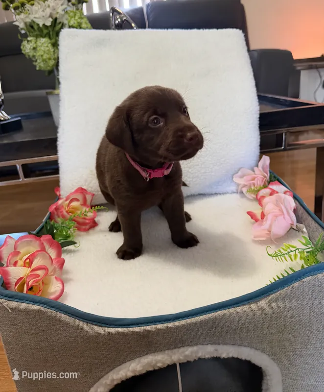 Miss Dark Pink – Labrador Retriever puppy for sale in Fort Myers, FL