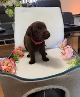 Miss Dark Pink, a female Labrador Retriever for sale in Fort Myers, FL – 1 of 1