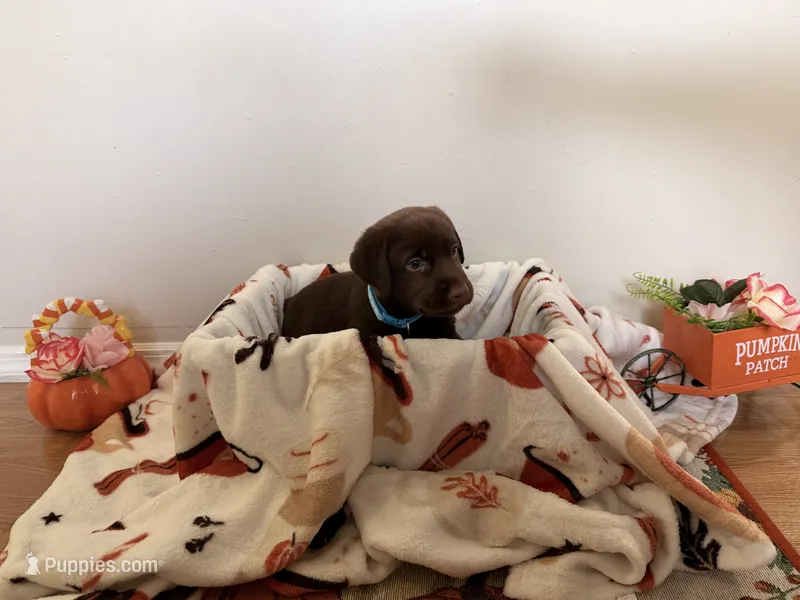 Miss Sky – Labrador Retriever puppy for sale in Fort Myers, FL