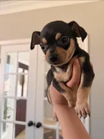 Chase, a male Miniature Pinscher for sale in Houston, TX – Photo 1 of 2