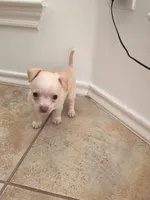 Tiago, a male Miniature Pinscher for sale in Houston, TX – Photo 1 of 2