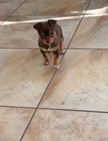 Chanel, a female Miniature Pinscher for sale in Houston, TX – Photo 1 of 2