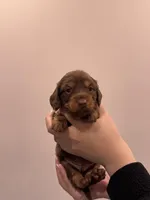 Poppy , a female Miniature Dachshund for sale in Rancho Cucamonga, CA – Photo 2 of 2