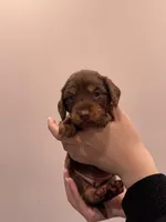 Poppy , a female Miniature Dachshund for sale in Rancho Cucamonga, CA – Photo 1 of 2