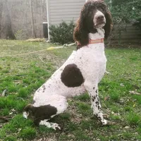 D.O.G., a male Poodle - Standard  for sale in Lake Ozark, MO – Photo 6 of 8