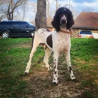 D.O.G., a male Poodle - Standard  for sale in Lake Ozark, MO – Photo 3 of 8