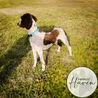 D.O.G., a male Poodle - Standard  for sale in Lake Ozark, MO – Photo 1 of 8