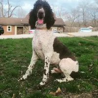 D.O.G., a male Poodle - Standard  for sale in Lake Ozark, MO – Photo 5 of 8