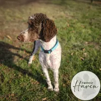 D.O.G., a male Poodle - Standard  for sale in Lake Ozark, MO – Photo 7 of 8