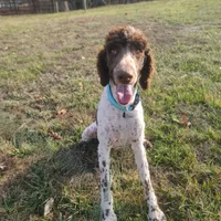 D.O.G., a male Poodle - Standard  for sale in Lake Ozark, MO – Photo 8 of 8