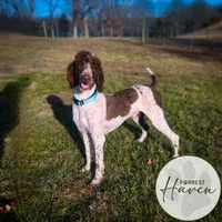 D.O.G., a male Poodle - Standard  for sale in Lake Ozark, MO – Photo 2 of 8