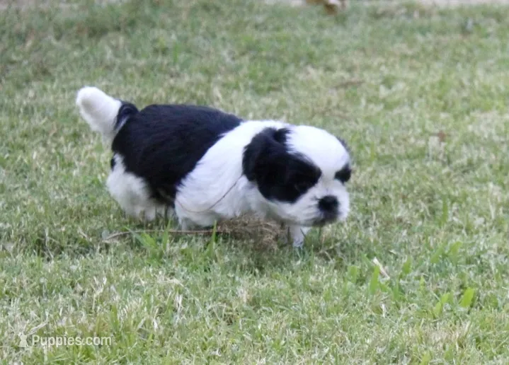 Wyatt – Shih Tzu puppy for sale in Sapulpa, OK