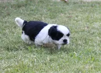 Wyatt, a male Shih Tzu for sale in Sapulpa, OK – 1 of 2