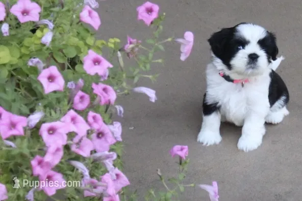Finley – Shih Tzu puppy for sale in Sapulpa, OK