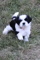 Finley, a female Shih Tzu for sale in Sapulpa, OK – 2 of 4