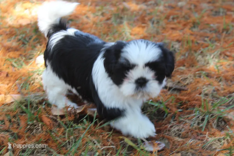 Finley – Shih Tzu puppy for sale in Sapulpa, OK
