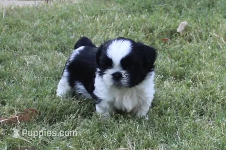 Elliott – Shih Tzu puppy for sale in Sapulpa, OK