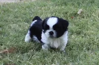 Elliott, a male Shih Tzu for sale in Sapulpa, OK – 1 of 4