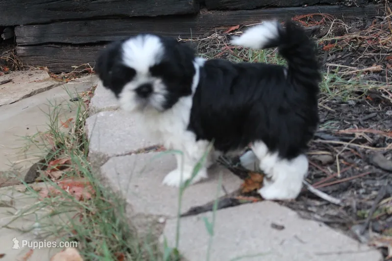 Elliott – Shih Tzu puppy for sale in Sapulpa, OK