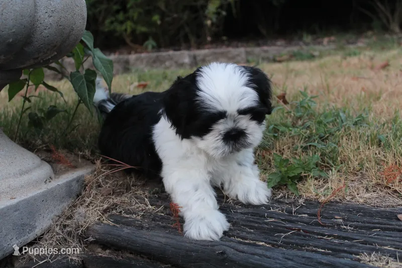 Wyatt – Shih Tzu puppy for sale in Sapulpa, OK