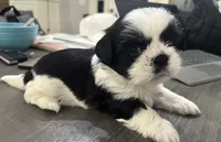 Finley, a female Shih Tzu for sale in Sapulpa, OK – 4 of 4