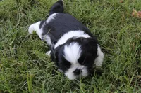Elliott, a male Shih Tzu for sale in Sapulpa, OK – 4 of 4