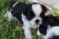 Elliott, a male Shih Tzu for sale in Sapulpa, OK – 2 of 4